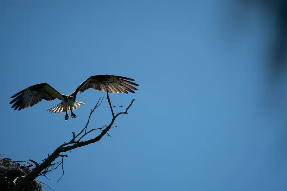 An osprey with wings spread and talons out landing on a bare branch against a blue sky