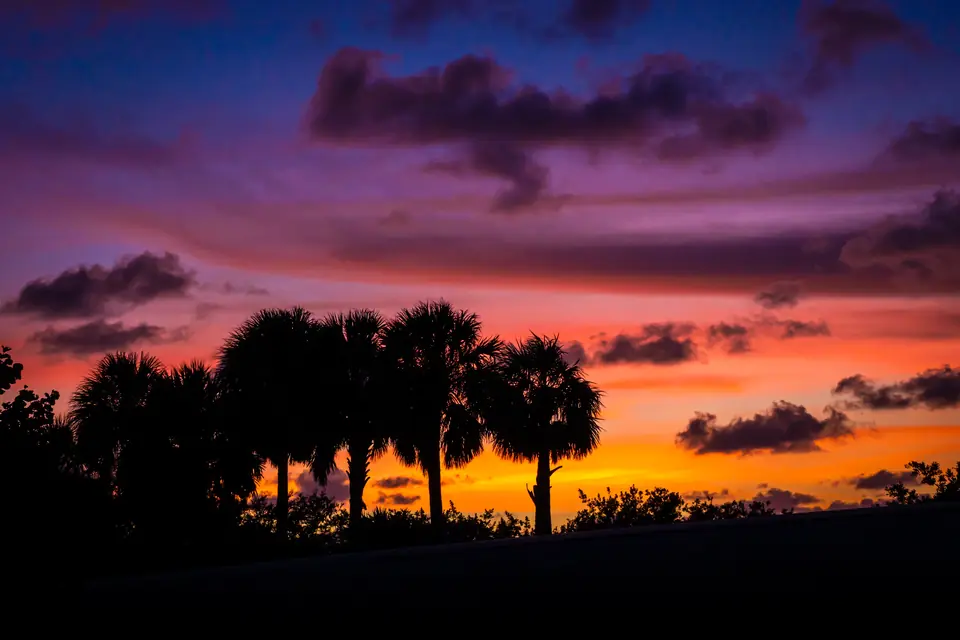 Palmetto trees in silhouette against a purple and orange twilight sky